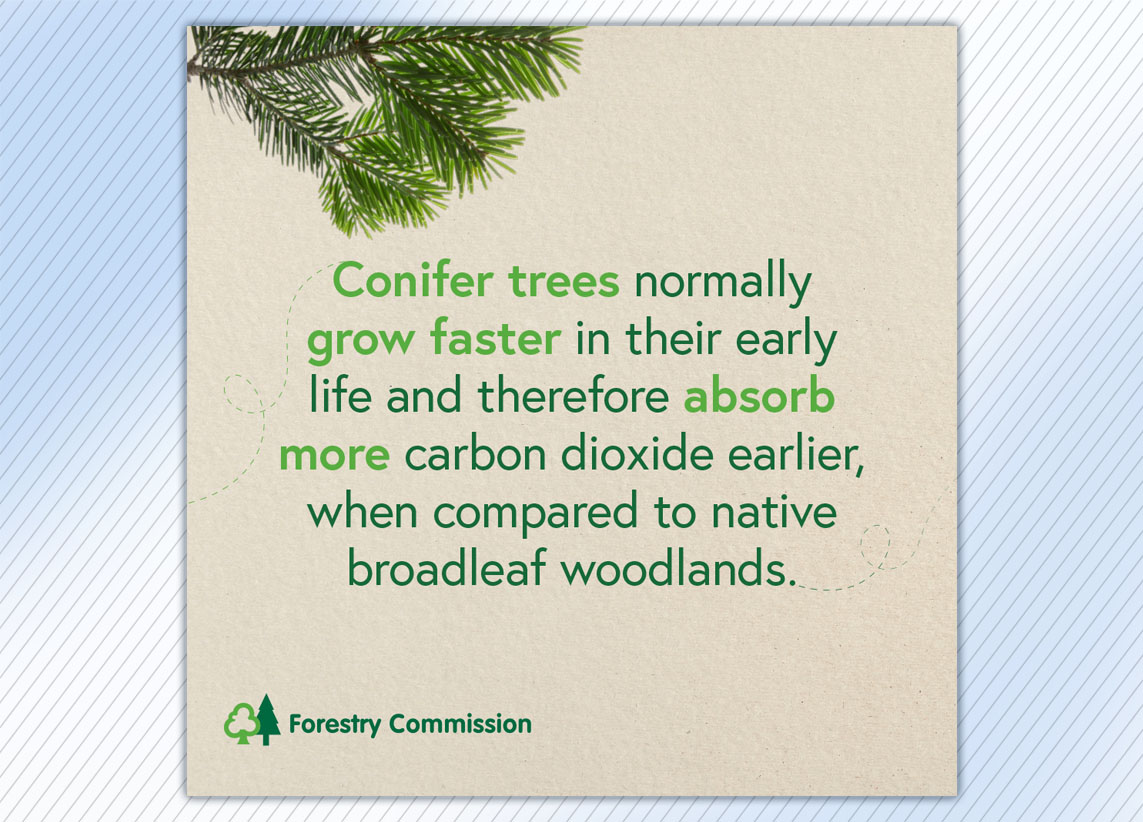 Forestry Commission 'What's the difference between conifer and broadleaf carbon capture rates?' carousel graphics